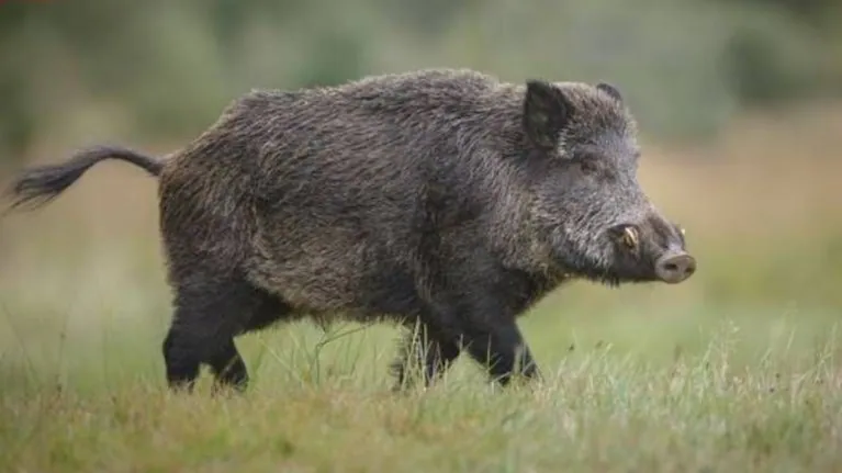 Gobierno Pampeano habilitó la caza de jabalí con perros para proteger la producción del campo